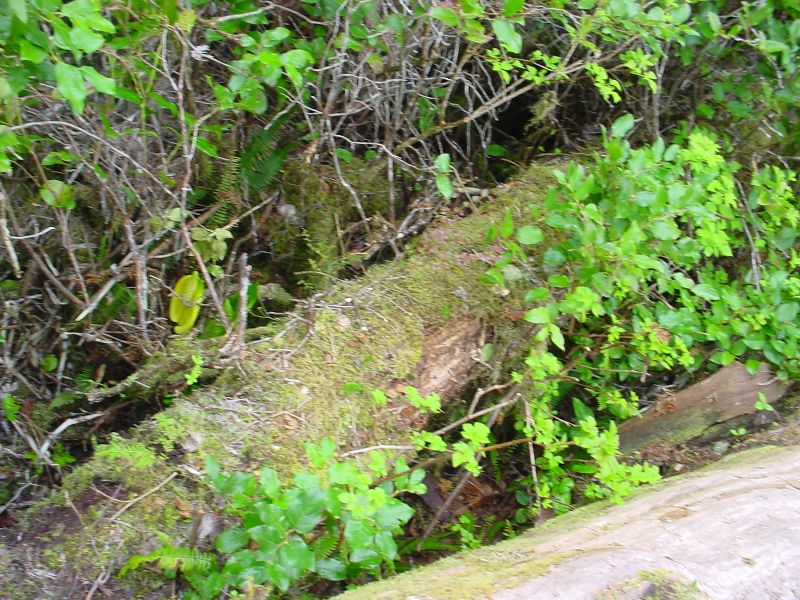 DSC00061.JPG (800x600) 145.57KB 