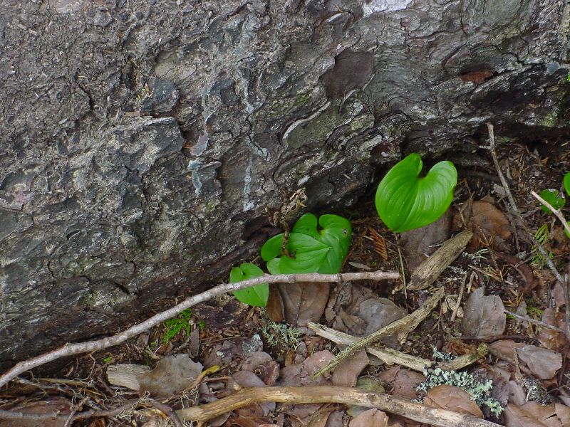 DSC00066.JPG (800x600) 156.79KB 