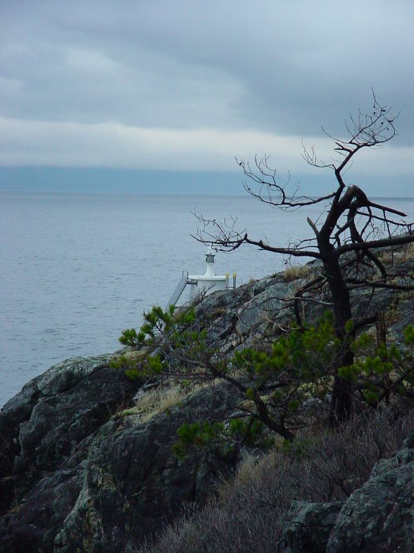 54_StuntedTreeByThe.JPG (600x800) 79.39KB Stunted tree by the lighthouse