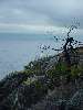 54_StuntedTreeByThe.JPG (600x800) 79.39KB Stunted tree by the lighthouse