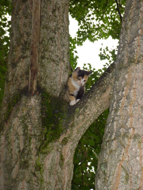 DSC00106.JPG (600x800) 113.95KB A kitten is stuck up the tree
