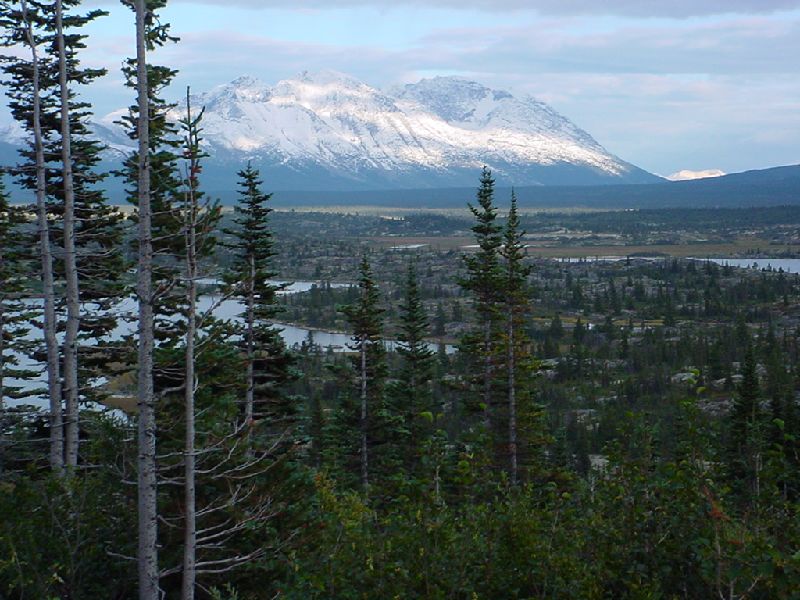 DSC00277.JPG (800x600) 102.78KB between Carcross and Skagway