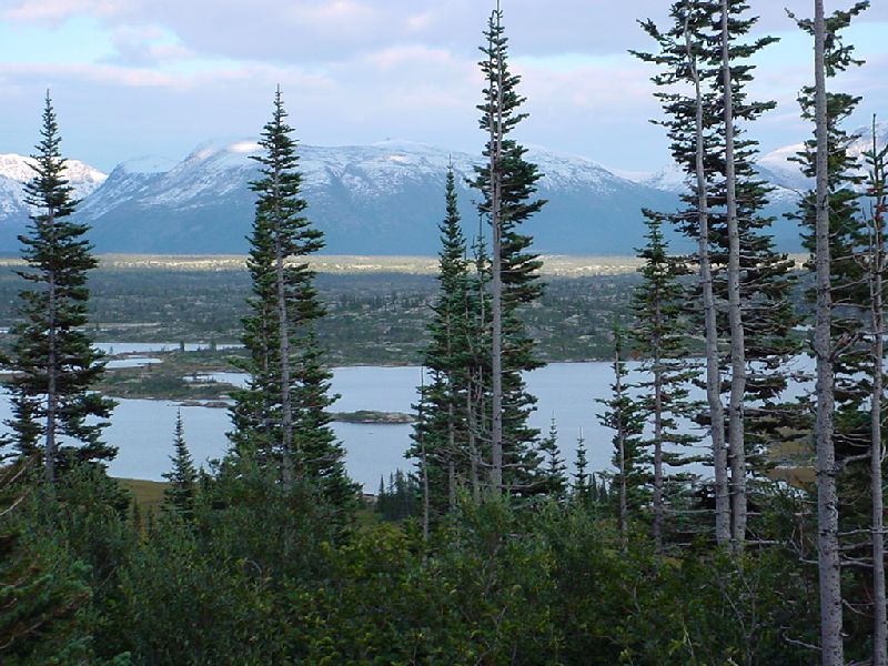 DSC00278.JPG (800x600) 120.60KB between Carcross and Skagway