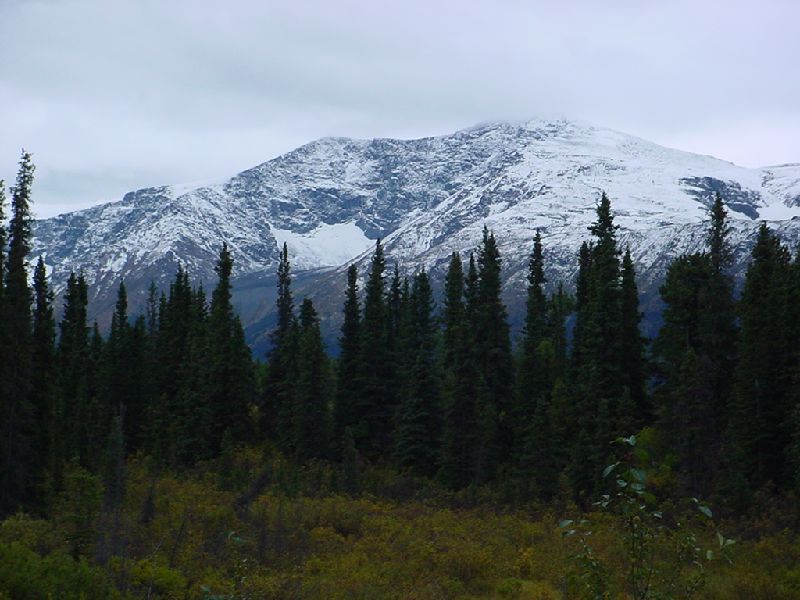 DSC00332.JPG (800x600) 76.48KB down the Cassiar Highway