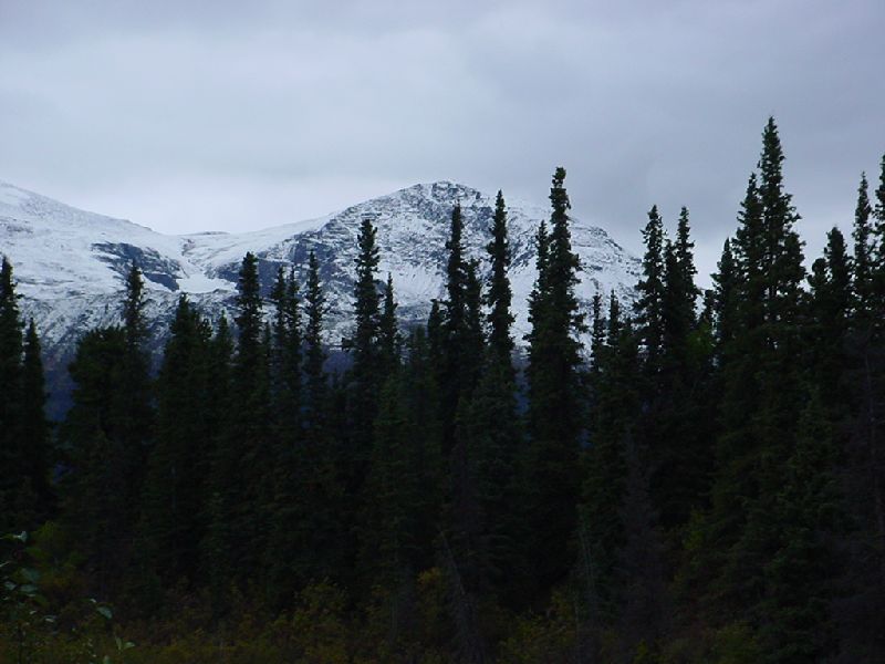 DSC00333.JPG (800x600) 62.25KB down the Cassiar Highway