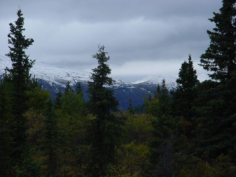 DSC00334.JPG (800x600) 69.78KB down the Cassiar Highway