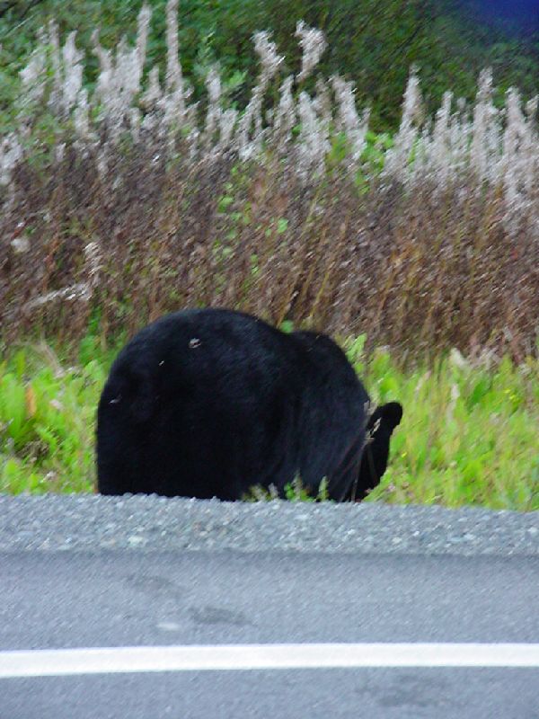 DSC00341.JPG (600x800) 96.25KB Black Bear on the highway