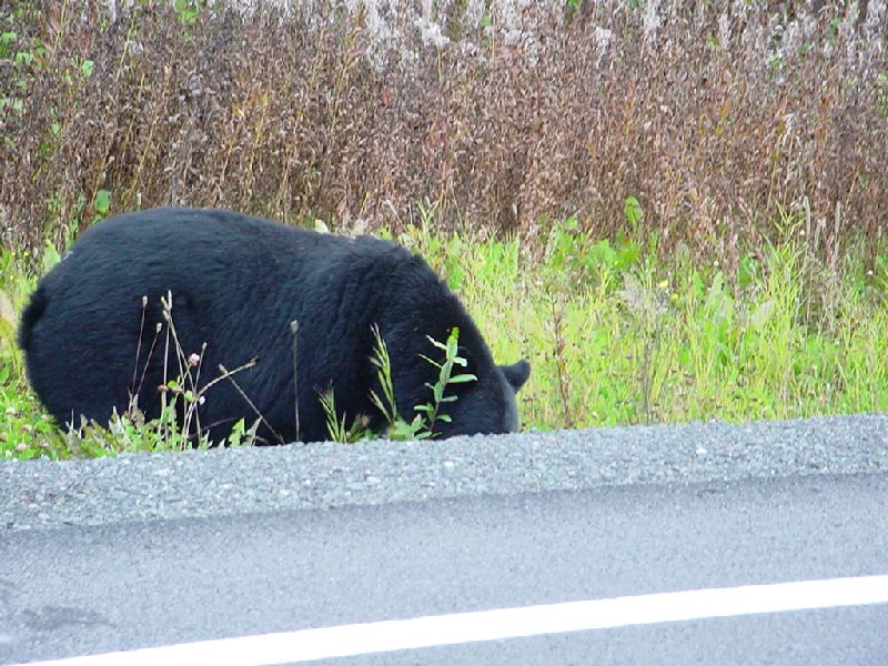 DSC00342.JPG (800x600) 129.62KB Black Bear on the highway