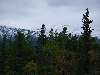 DSC00335.JPG (800x600) 72.86KB down the Cassiar Highway