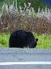 DSC00341.JPG (600x800) 96.25KB Black Bear on the highway