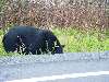 DSC00342.JPG (800x600) 129.62KB Black Bear on the highway