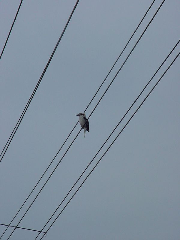 07-Kookabura.JPG (600x800) 34.67KB Kookabura