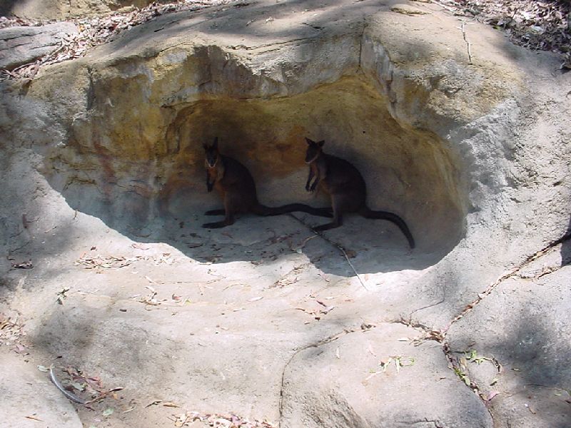 09-Hoppers.JPG (800x600) 111.28KB Hoppers