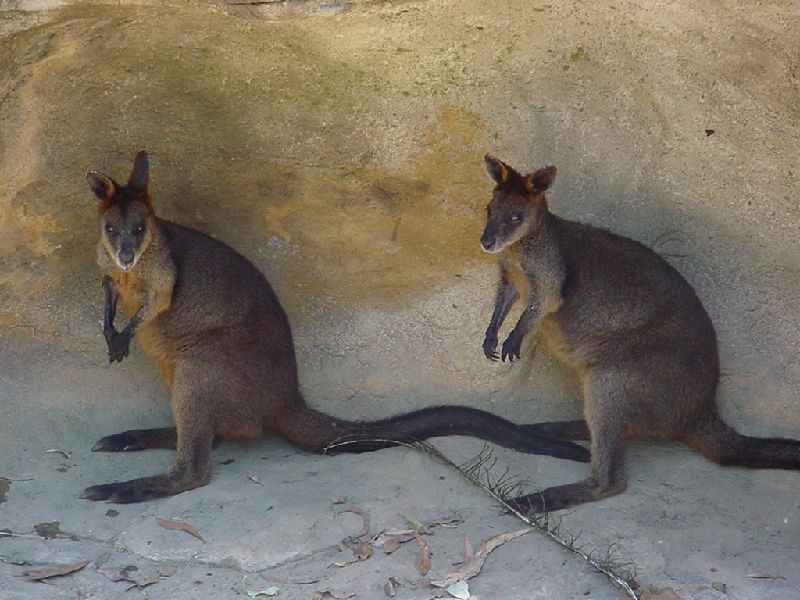 10-Hoppers.JPG (800x600) 86.93KB Hoppers