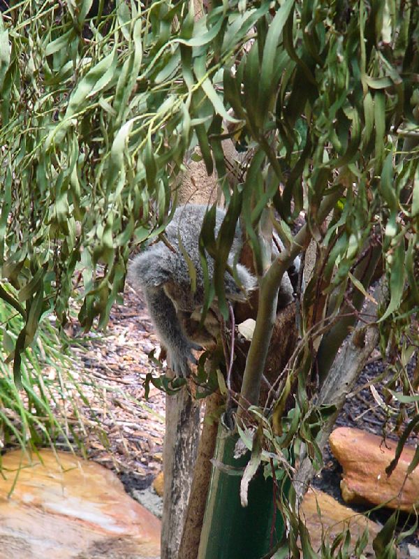 12-Koala.JPG (600x800) 134.23KB Koala