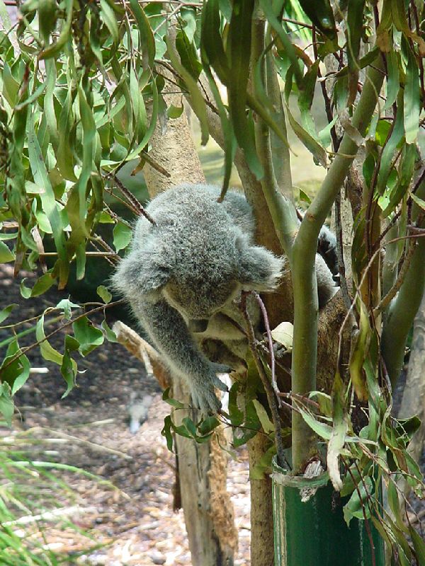 13-Koala.JPG (600x800) 136.06KB Koala