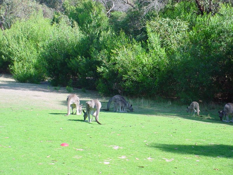 27-Kangaroos.JPG (800x600) 151.11KB Kangaroos