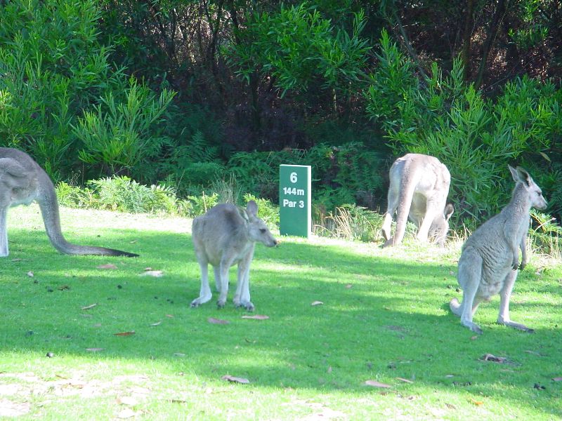 28.KangaroosOnGolfCourse.JPG (800x600) 127.23KB Kangaroos On Golf Course