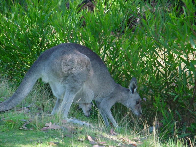 29-Joey.JPG (800x600) 119.36KB Joey