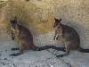 10-Hoppers.JPG (800x600) 86.93KB Hoppers