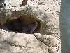 11-Hoppers.JPG (800x600) 110.29KB Hoppers