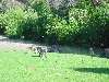 27-Kangaroos.JPG (800x600) 151.11KB Kangaroos