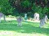 28.KangaroosOnGolfCourse.JPG (800x600) 127.23KB Kangaroos On Golf Course