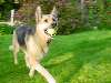 17_Dog.JPG (800x600) 75.16KB Dog