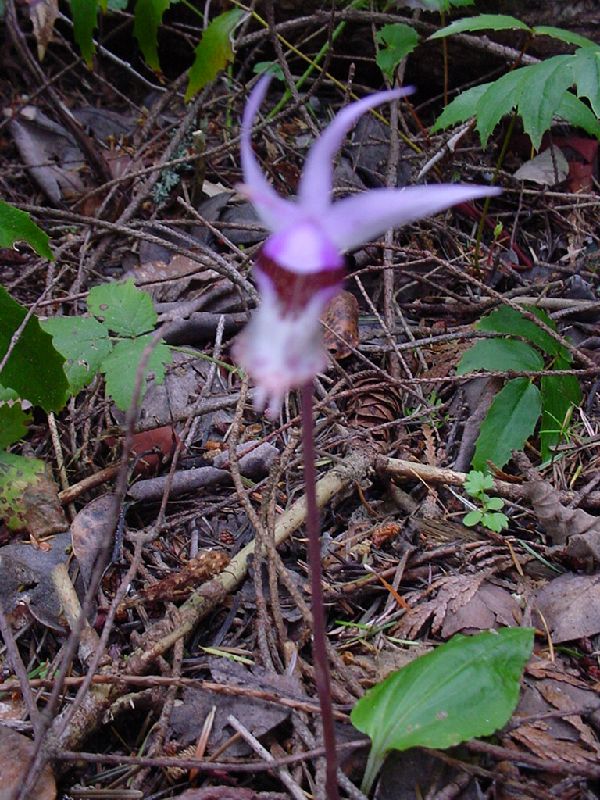 DSC00062.JPG (600x800) 133.07KB A wild flower