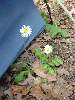 04_FlowerByTent.JPG (600x800) 99.34KB Flower By Tent