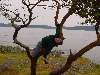 08_GillianInTree.JPG (800x600) 98.68KB Gillian In Tree