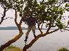 09_JasonInTree.JPG (800x600) 126.01KB Jason In Tree