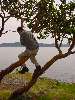 DSC00054.JPG (600x800) 120.73KB Jason doing the monkey swing