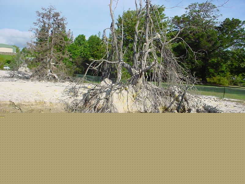 04-RotoruaThermalTree.JPG (800x600) 151.47KB 4 - Rotorua Thermal Tree
