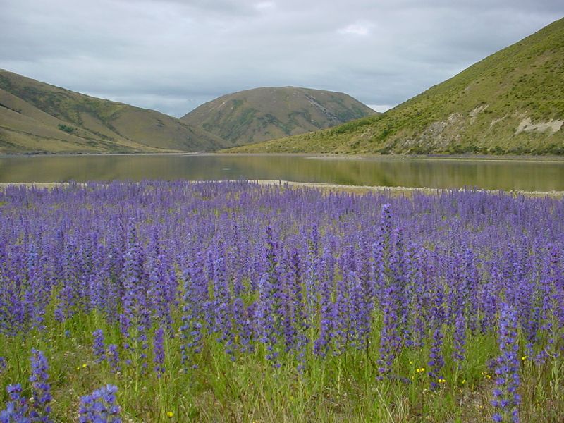 43-ArthursPassFlowersAndLake.JPG (800x600) 106.26KB 43 - Arthurs Pass Flowers And Lake