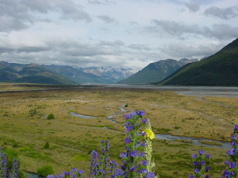 45-FlowersByArthursPass.JPG (800x600) 76.75KB 45 - Flowers By Arthurs Pass