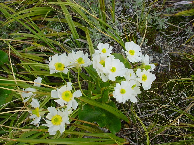 53-AlpineFlowers.JPG (800x600) 147.09KB 53 - Alpine Flowers