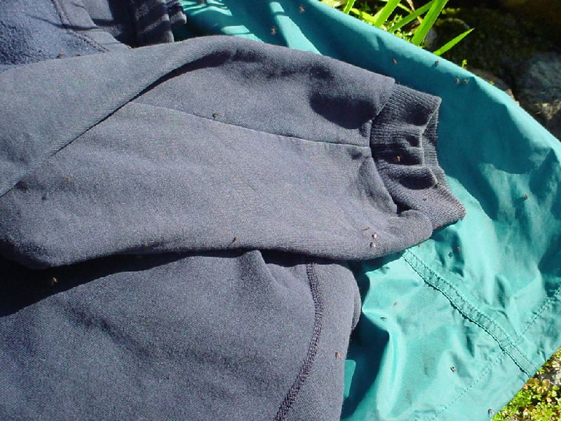 64-Sandflies.JPG (800x600) 113.34KB 64 - Sandflies