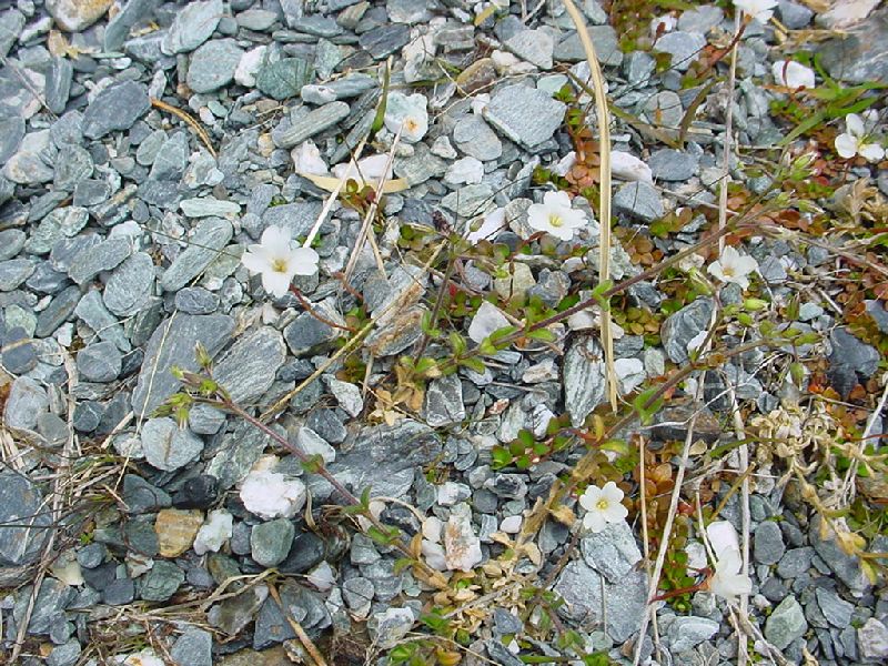 77-AlpineFlowersKeaBasin.JPG (800x600) 175.39KB 77 - Alpine Flowers Kea Basin