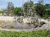 04-RotoruaThermalTree.JPG (800x600) 151.47KB 4 - Rotorua Thermal Tree