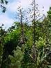 42-ChristchurchGardensFunkyTree.JPG (600x800) 150.52KB 42 - Christchurch Gardens Funky Tree