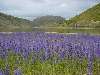 43-ArthursPassFlowersAndLake.JPG (800x600) 106.26KB 43 - Arthurs Pass Flowers And Lake