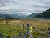 45-FlowersByArthursPass.JPG (800x600) 76.75KB 45 - Flowers By Arthurs Pass