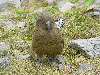 50-KeaTheAlpineParrot.JPG (800x600) 162.51KB 50 - Kea The Alpine Parrot