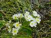 53-AlpineFlowers.JPG (800x600) 147.09KB 53 - Alpine Flowers