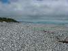 62-WestCoastBeach.JPG (800x600) 86.09KB 62 - West Coast Beach