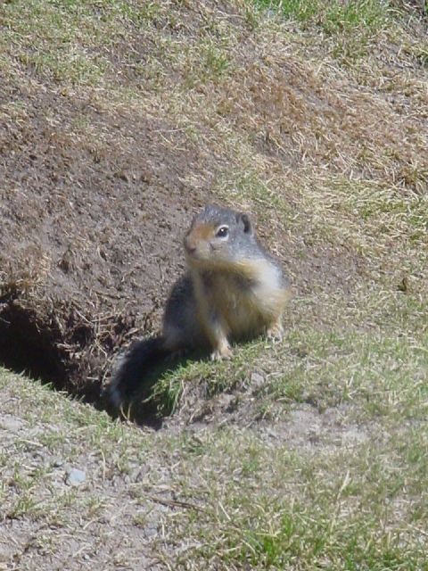 022.JPG (480x640) 91.60KB Ground Squirrel by Lightning Lake