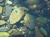 020.JPG (640x480) 60.71KB Flower in Water (trying to be artistic)