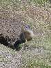 022.JPG (480x640) 91.60KB Ground Squirrel by Lightning Lake