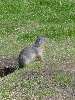 023.JPG (480x640) 94.12KB Ground Squirrel by Lightning Lake